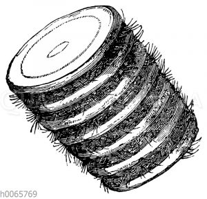 Sagopalmfarn