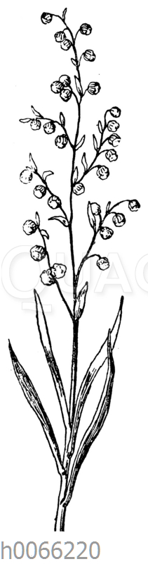 Estragon