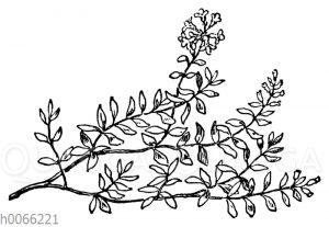 Thymian