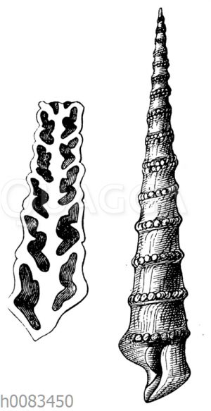 Nerinea tuberculosa