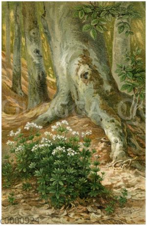 Waldmeister im Buchenwald