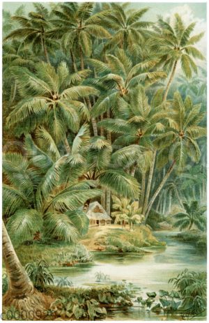 Kokospalmen auf Ceylon