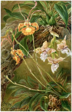 Westindische Orchideen
