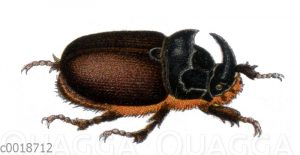 Nashornkäfer