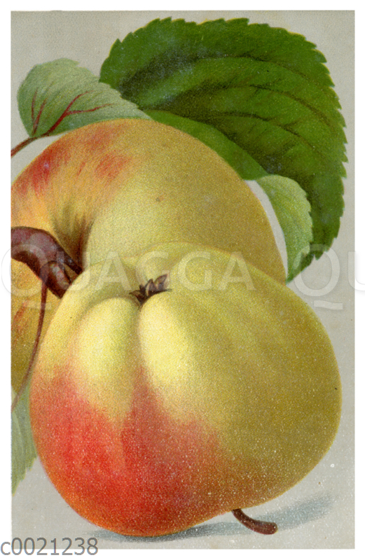 Apfel