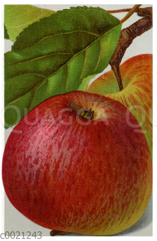 Apfel