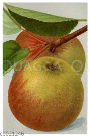 Apfel