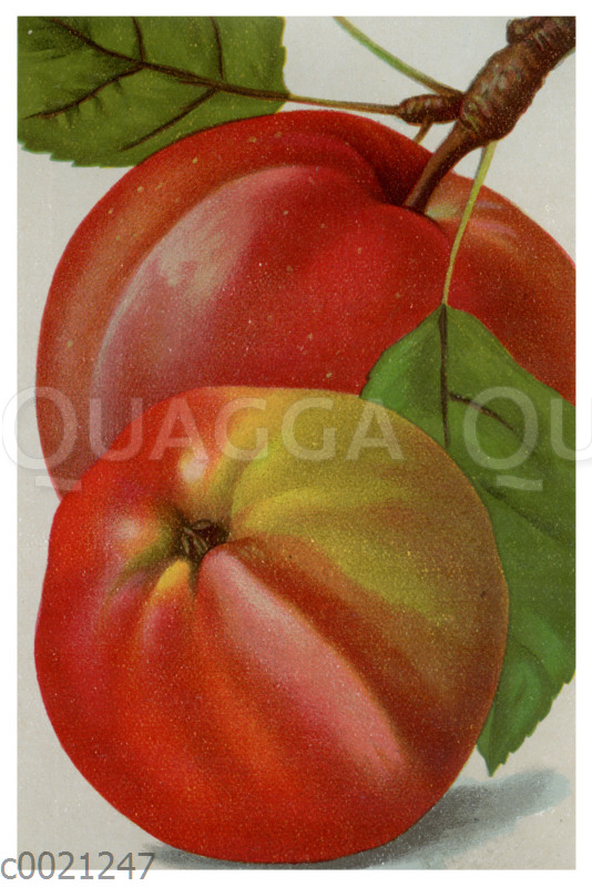 Apfel