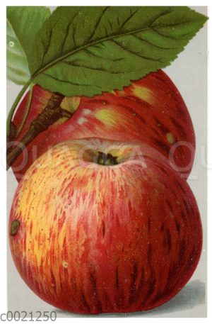 Apfel