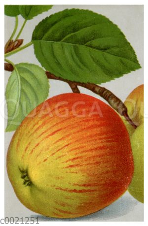 Apfel