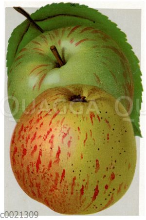 Apfel