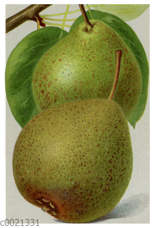 Birne