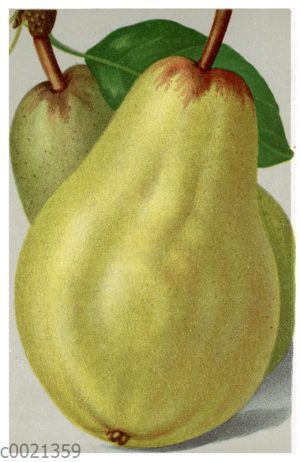 Birne