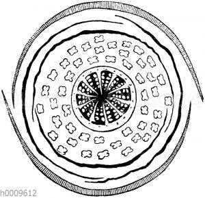 Klatschmohn