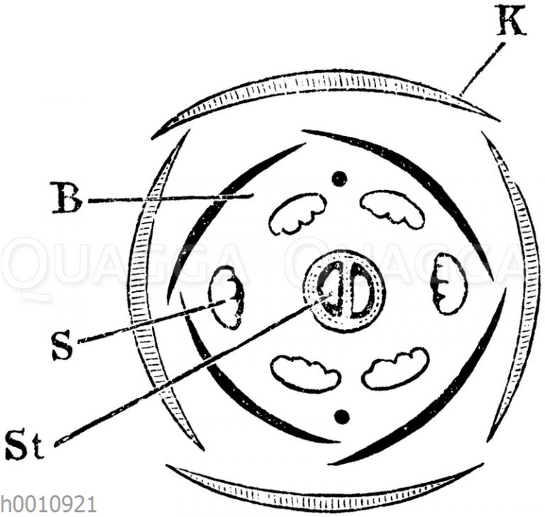 Blütendiagramm Bildschlagwort Quagga Illustrations Bilddatenbank
