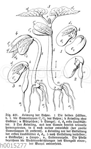 Keimung der Bohne