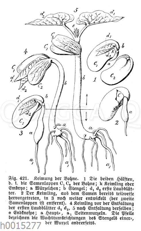 Keimung Und Entwicklung Der Bohne Arbeitsblatt Keimung der Bohne - Quagga Illustrations