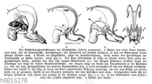 Bestäubung des Wiesensalbei