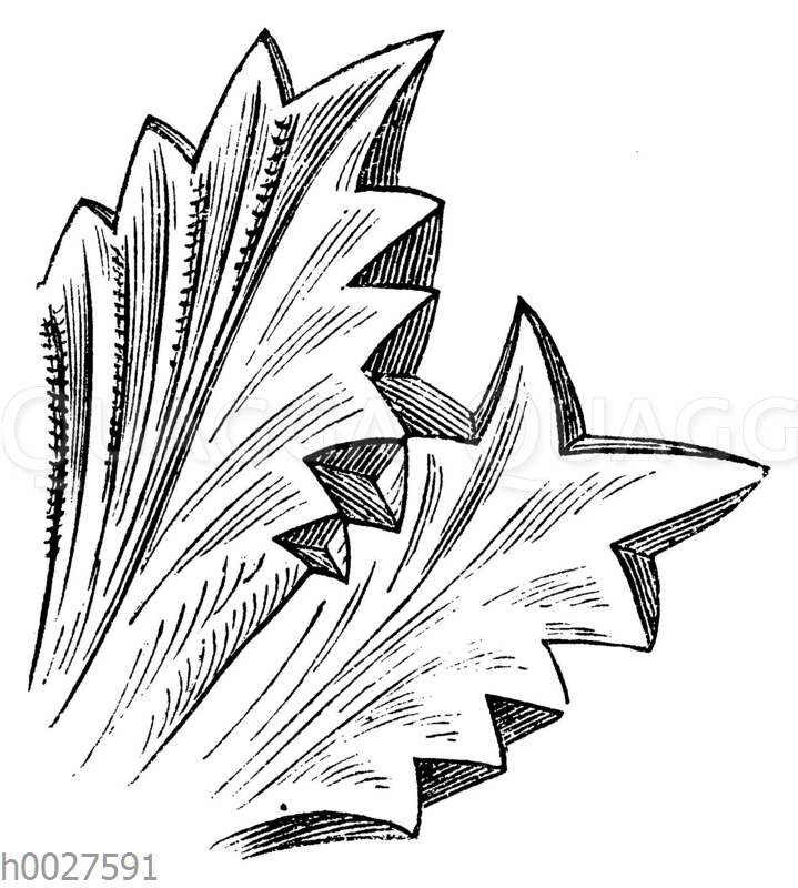 Akanthus Quagga Illustrations
