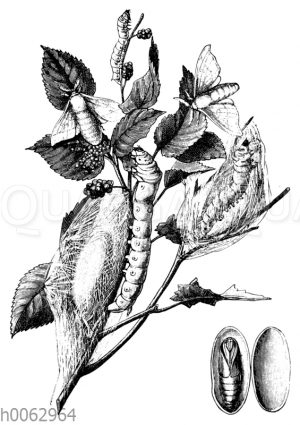 Seidenraupe und Seidenspinner