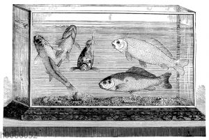 Aquarium mit Fischen