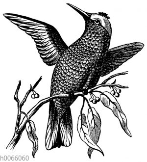 Kolibri auf einem Zweig