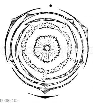 Malvaceae
