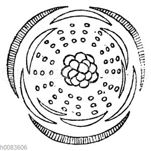 Scharbockskraut, Blütendiagramm [Digital]