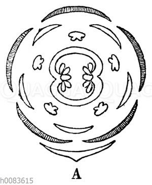 Johannisbeere, Blütendiagramm [Digital]