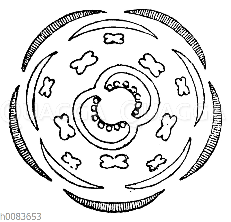 Blütendiagramm Bildschlagwort Quagga Illustrations Bilddatenbank