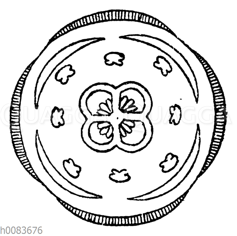 Blütendiagramm Bildschlagwort Quagga Illustrations Bilddatenbank