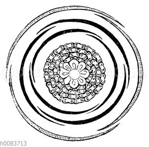 Purpur-Magnolie, Blütendiagramm [Digital]