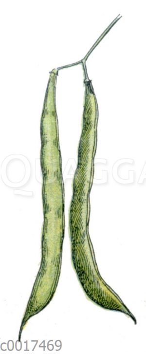 Gartenbohne