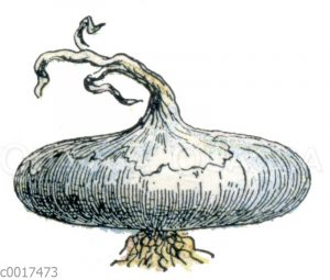 Weiße platte Zwiebel