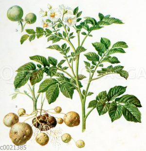 Kartoffelpflanze