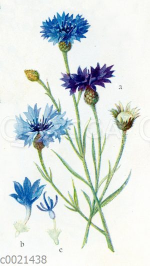 Kornblume