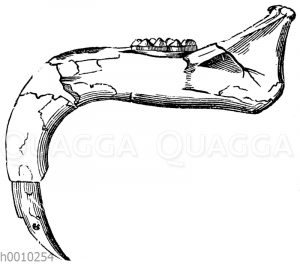 Deinotherium giganteum: Untere Kinnlade mit einem Hauzahn