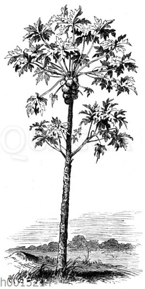 Der Melonenbaum (Carica Papaya) mit Früchten