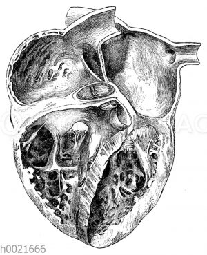 Kammer und Vorkammer des menschlichen Herzens