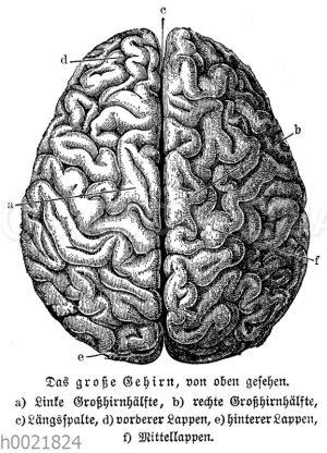 Großhirn des Menschen