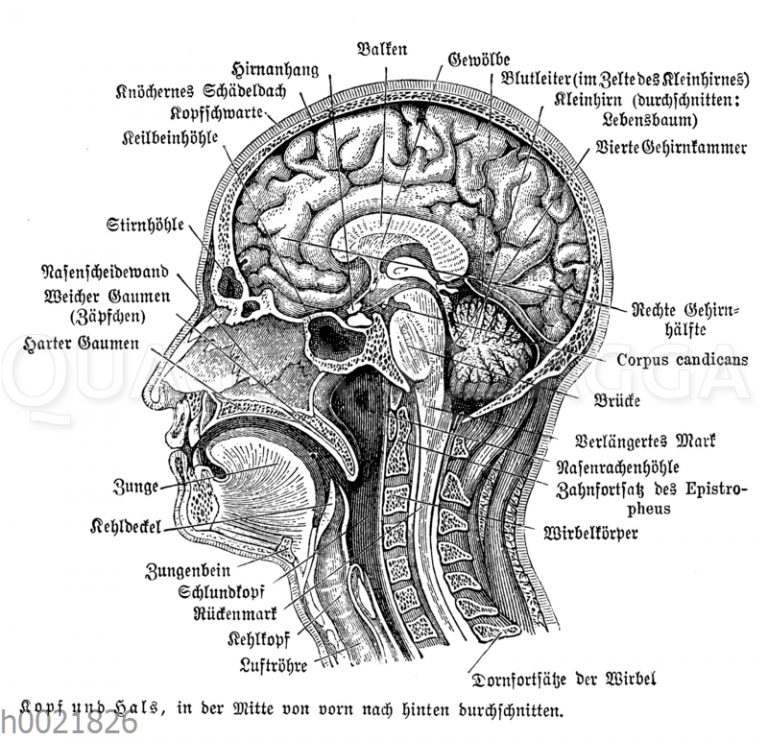 Anatomie - Bildschlagwort - Quagga Illustrations Bilddatenbank