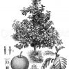 Brotfruchtbaum