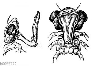 Kopf einer Libellenlarve mit angelegter und vorgestreckter 'Maske'