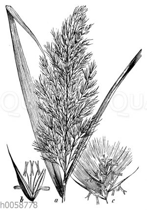 Schilf