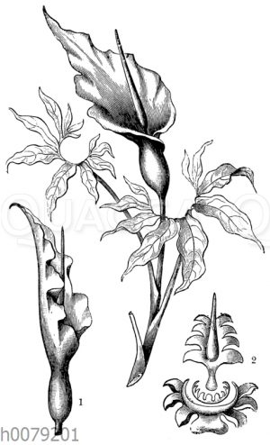 Schlangenkraut (Arum dracunculus) 1 nicht völlig entfaltete Blüte von der Seite