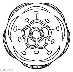 Blütendiagramm: Ledum