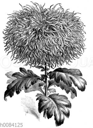 Chrysanthemum Indicum grandiilorum
