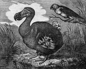 Dodo [Digital]