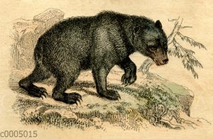 Amerikanischer Schwarzbär
