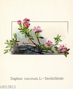 Rosmarin-Seidelbast